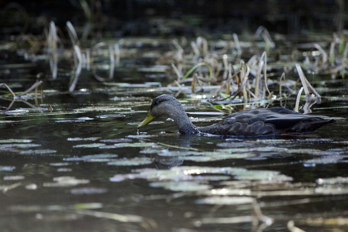 American Black Duck - ML642617224