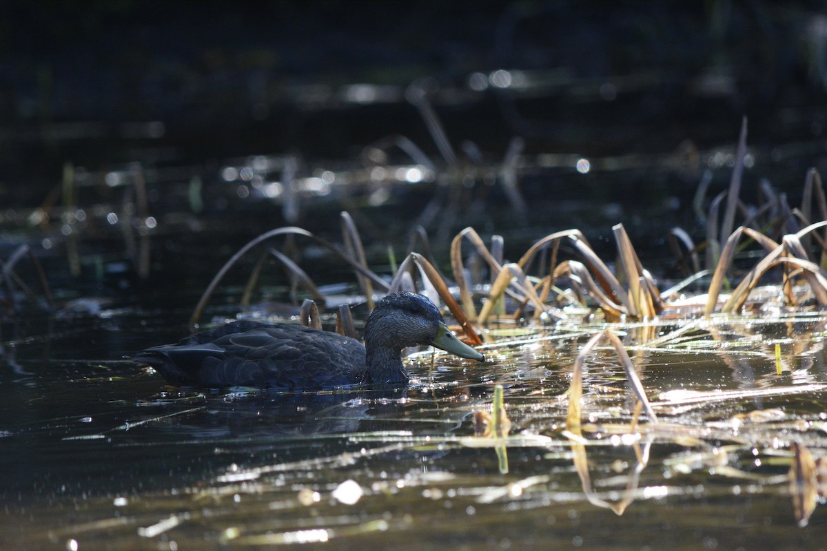 American Black Duck - ML642617226