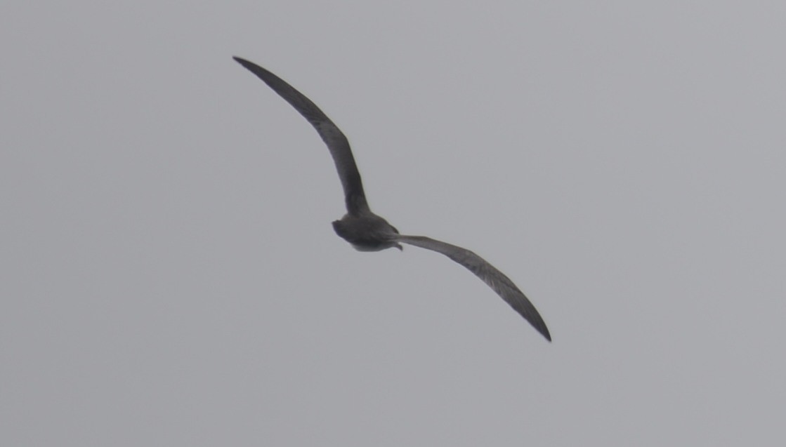 Pink-footed Shearwater - ML642617230