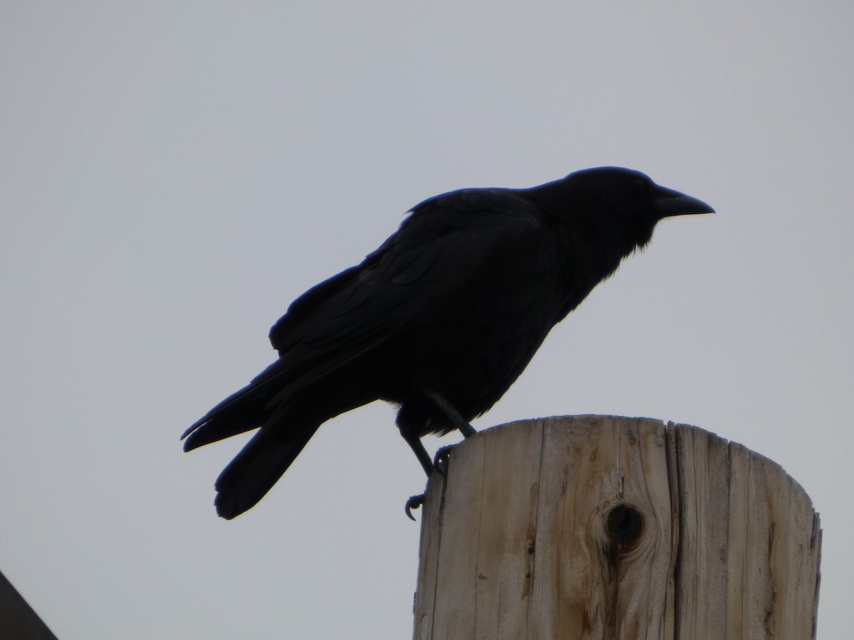 American Crow - ML642617232