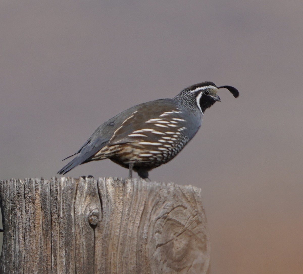 California Quail - ML642617241