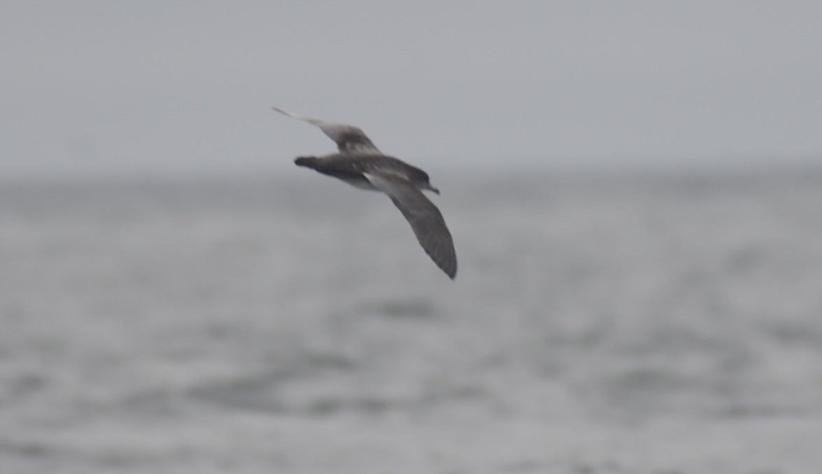 Pink-footed Shearwater - ML642617243