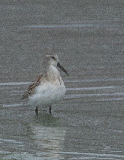 Alaska Kumkuşu - ML642617251