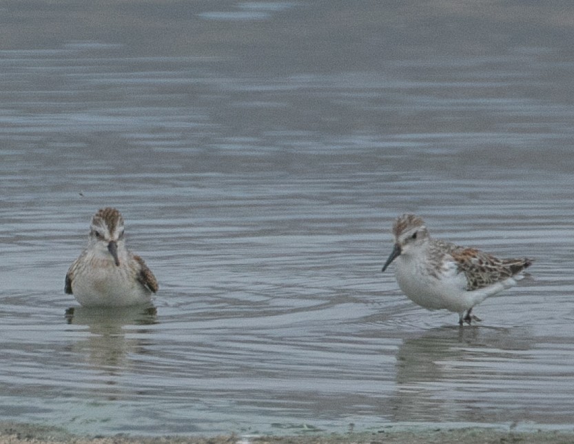 Alaska Kumkuşu - ML642617252
