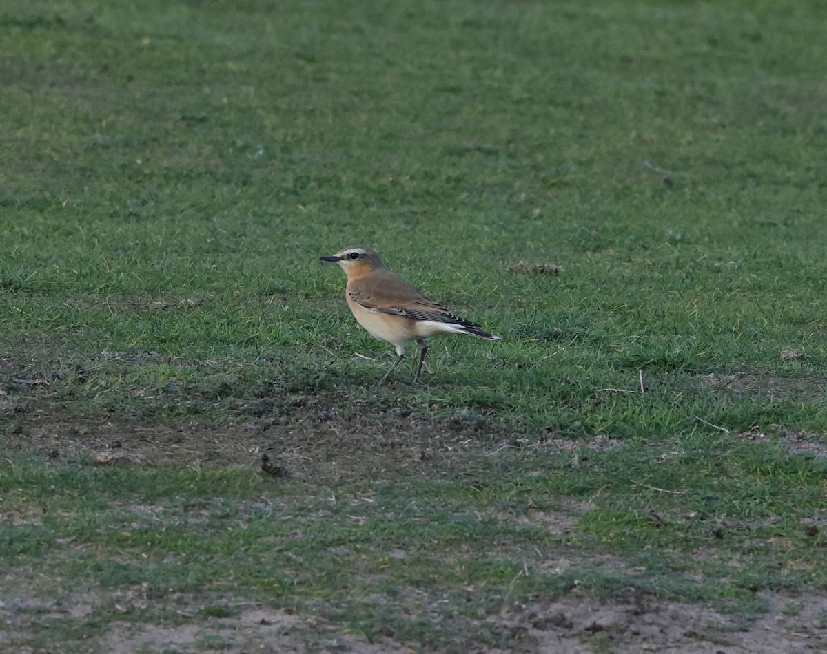 Northern Wheatear - ML642617255