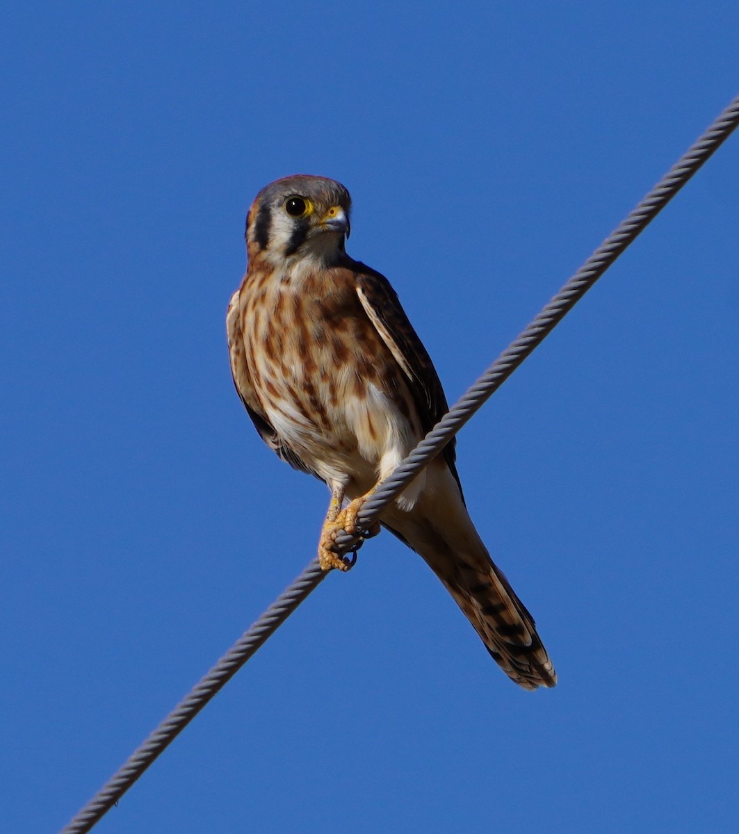 American Kestrel - ML642617256