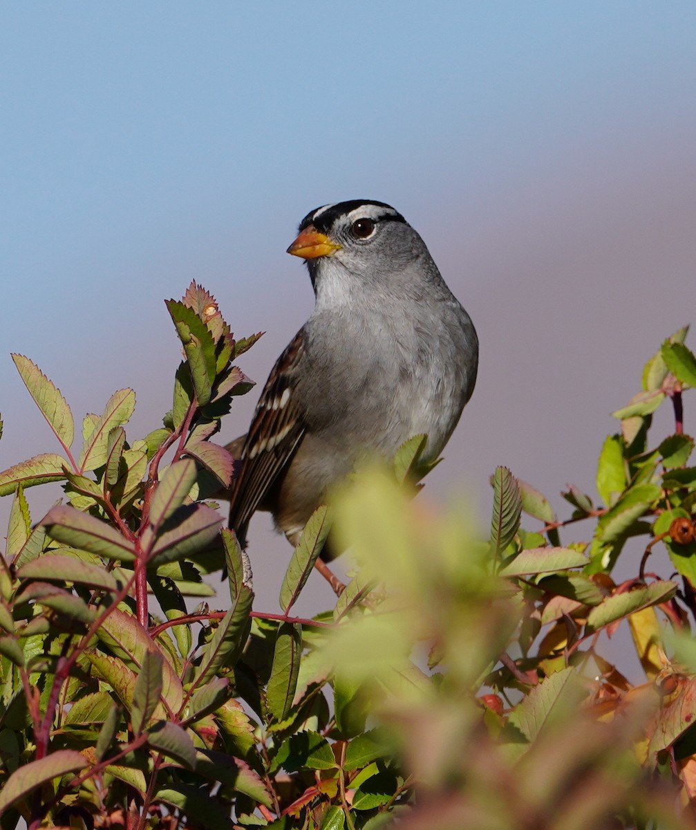 White-crowned Sparrow - ML642617264