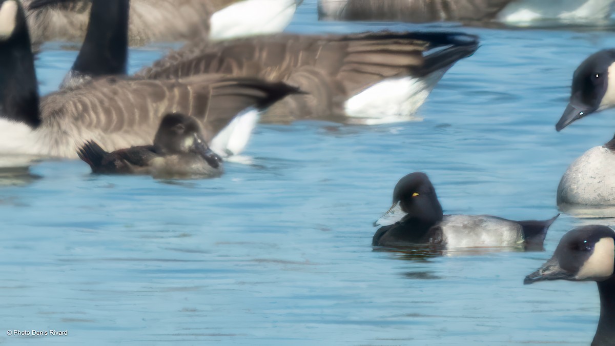 Lesser Scaup - ML642617267