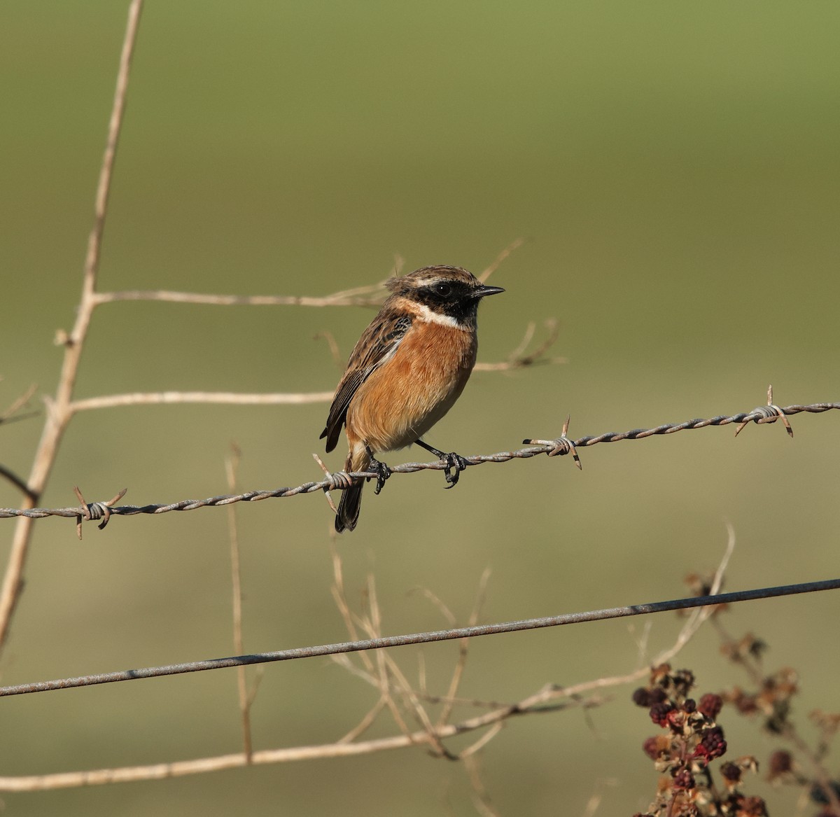 European Stonechat - ML642617273