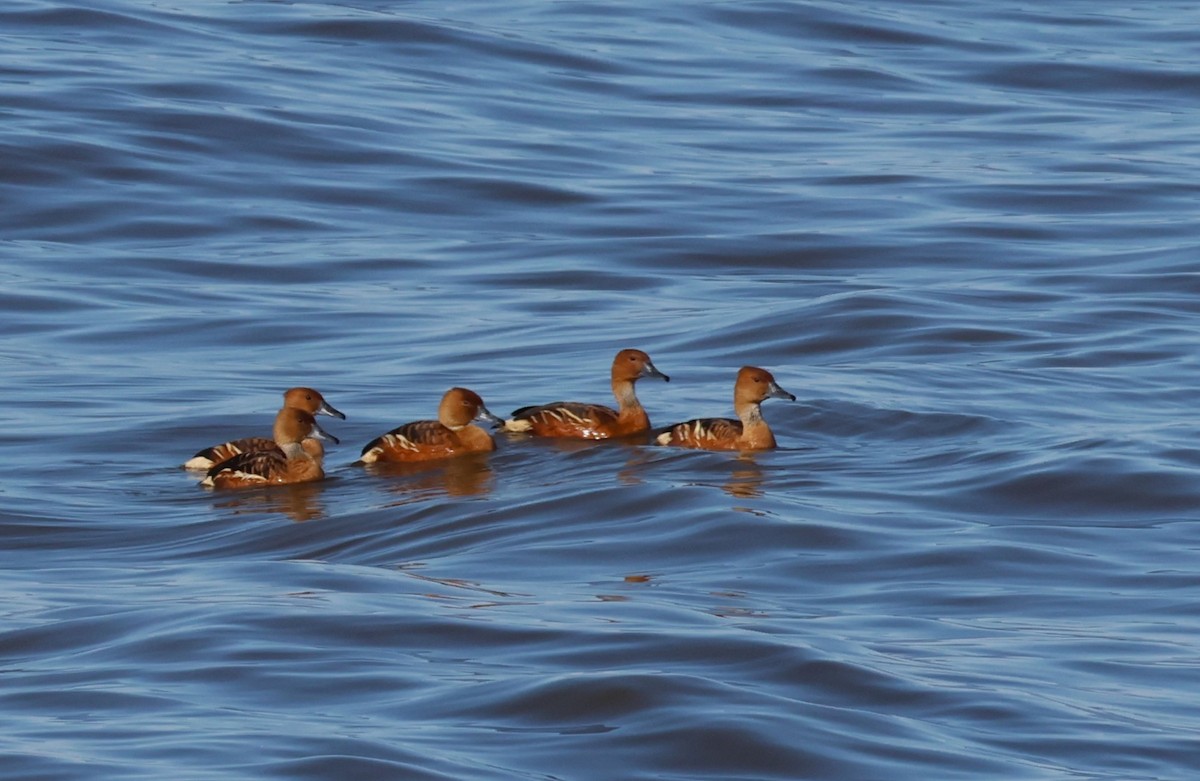 Fulvous Whistling-Duck - ML642617303