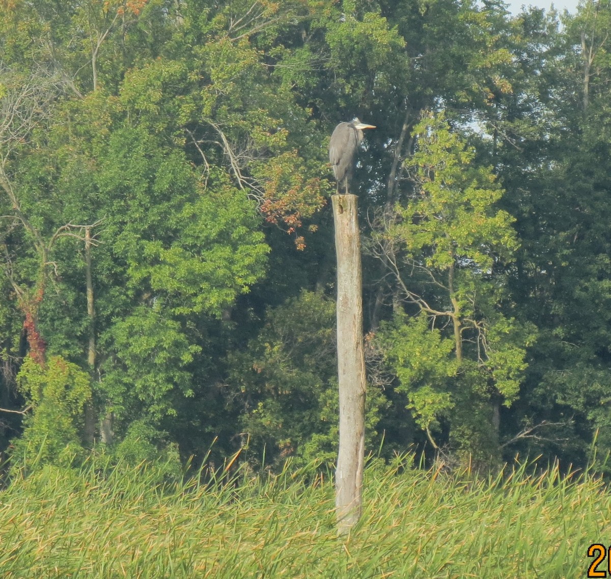 Great Blue Heron - ML642617317