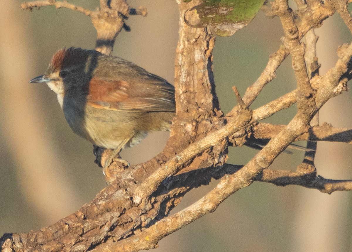 Pale-breasted Spinetail - ML642617323