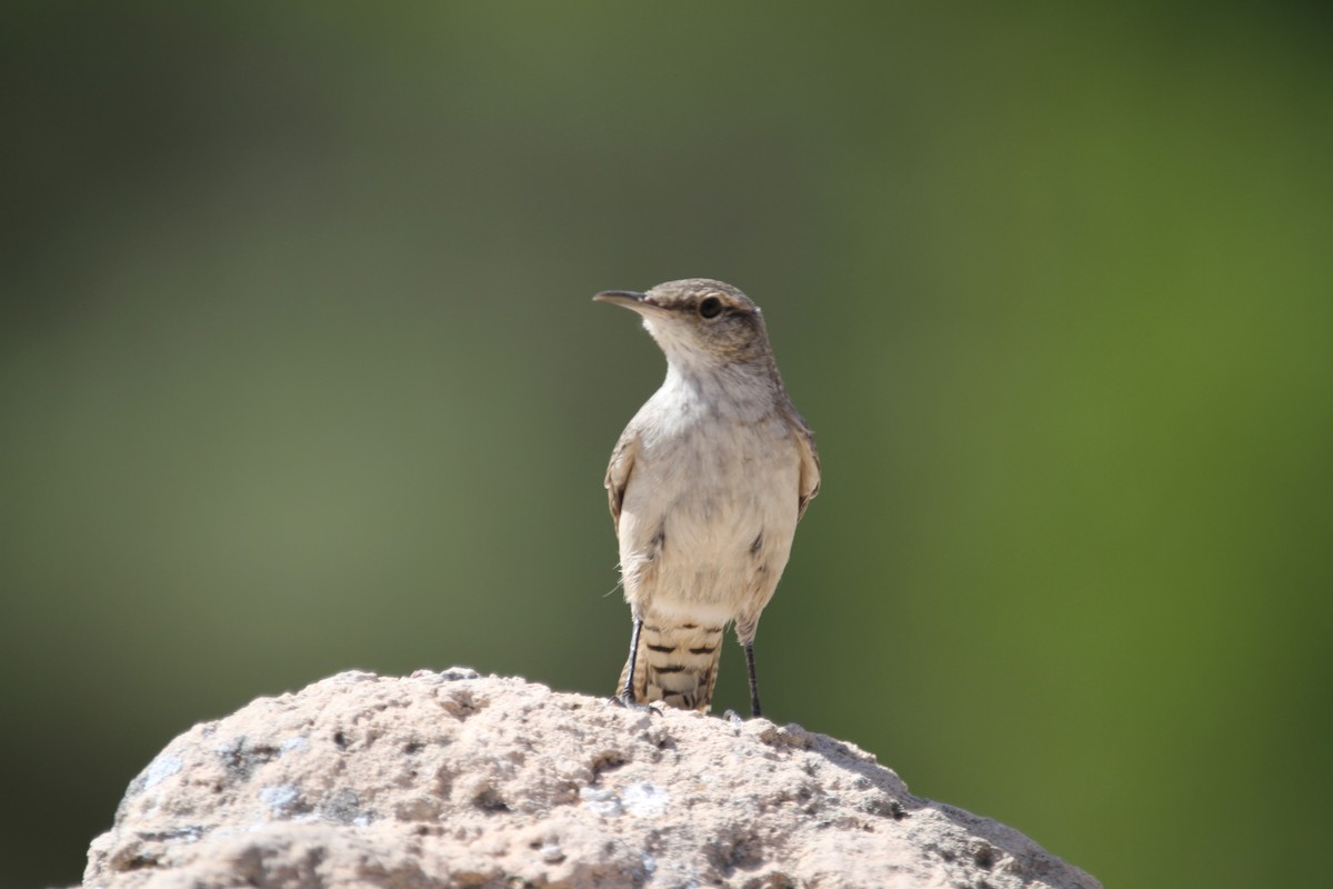 Rock Wren - ML642617339