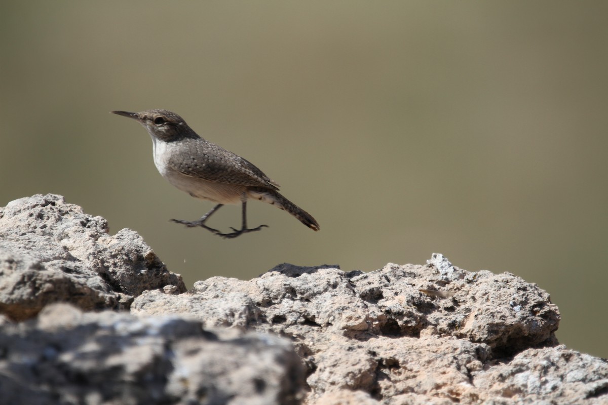 Rock Wren - ML642617347