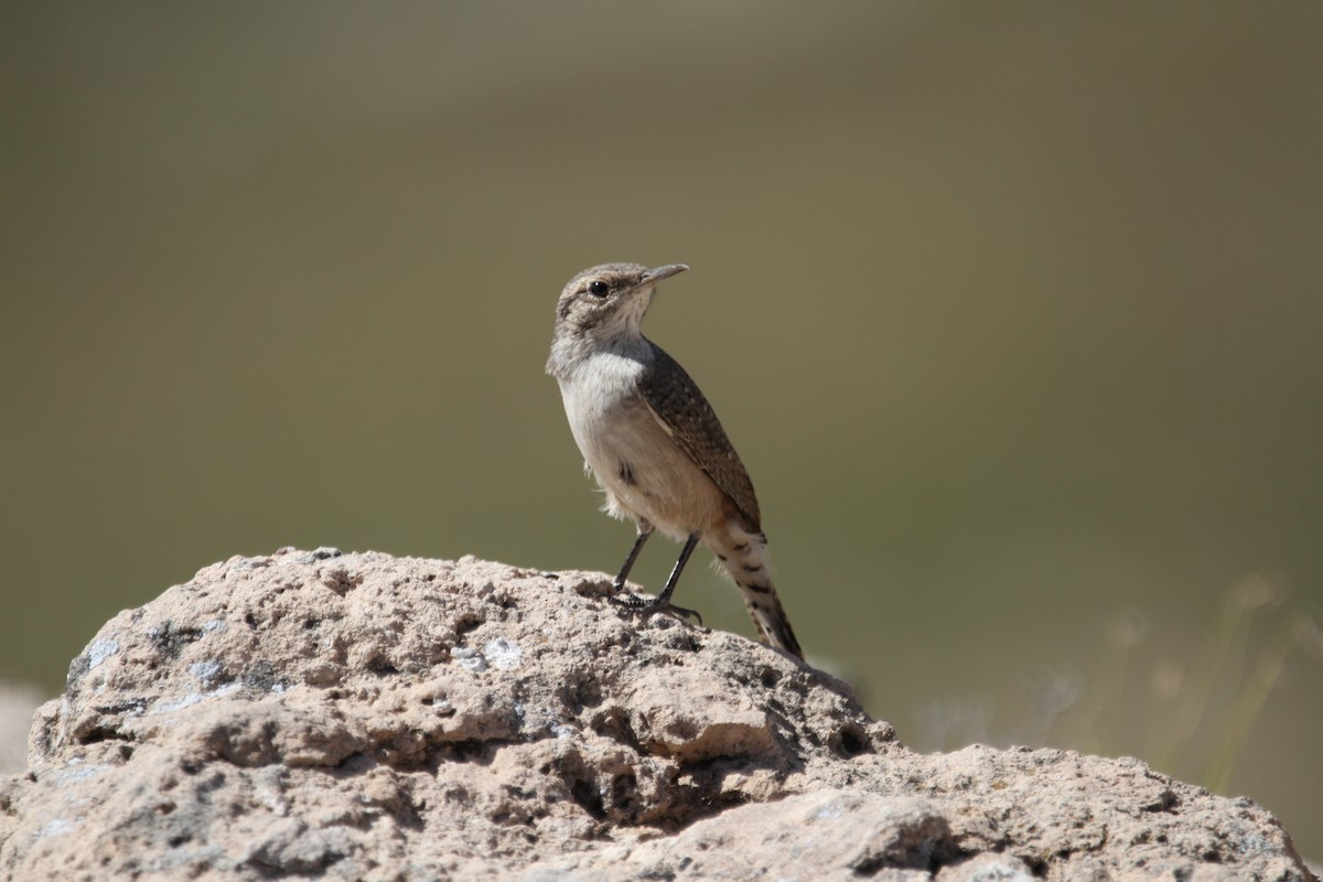 Rock Wren - ML642617361