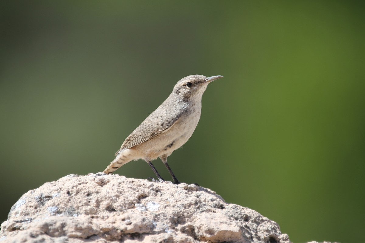 Rock Wren - ML642617368