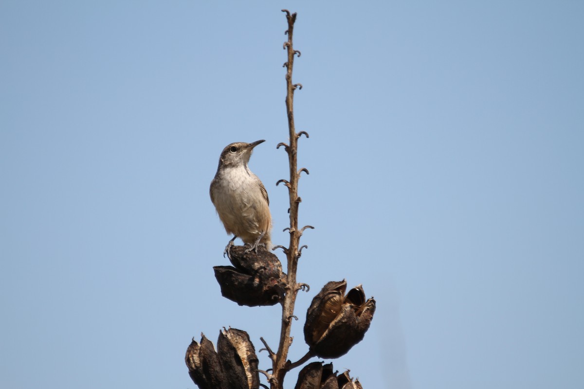 Rock Wren - ML642617393