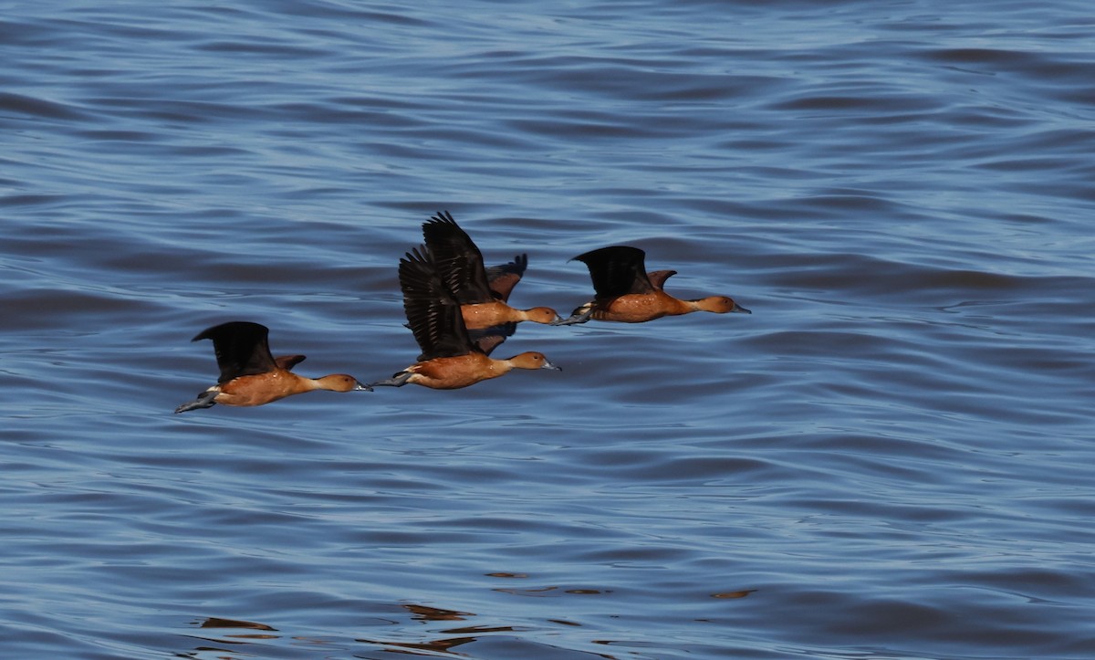 Fulvous Whistling-Duck - ML642617401