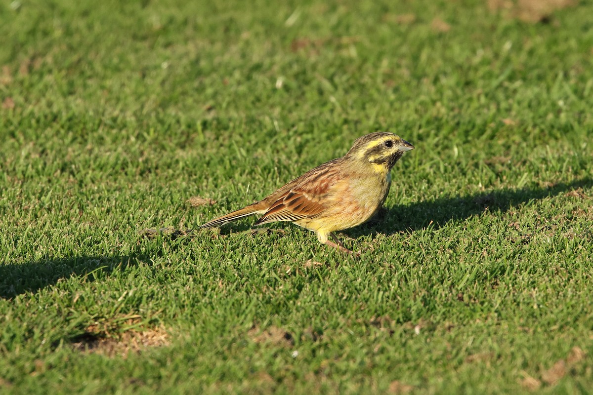Cirl Bunting - ML642617419