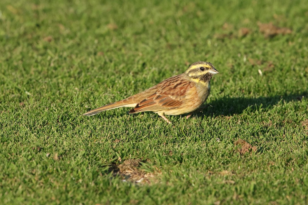 Cirl Bunting - ML642617420