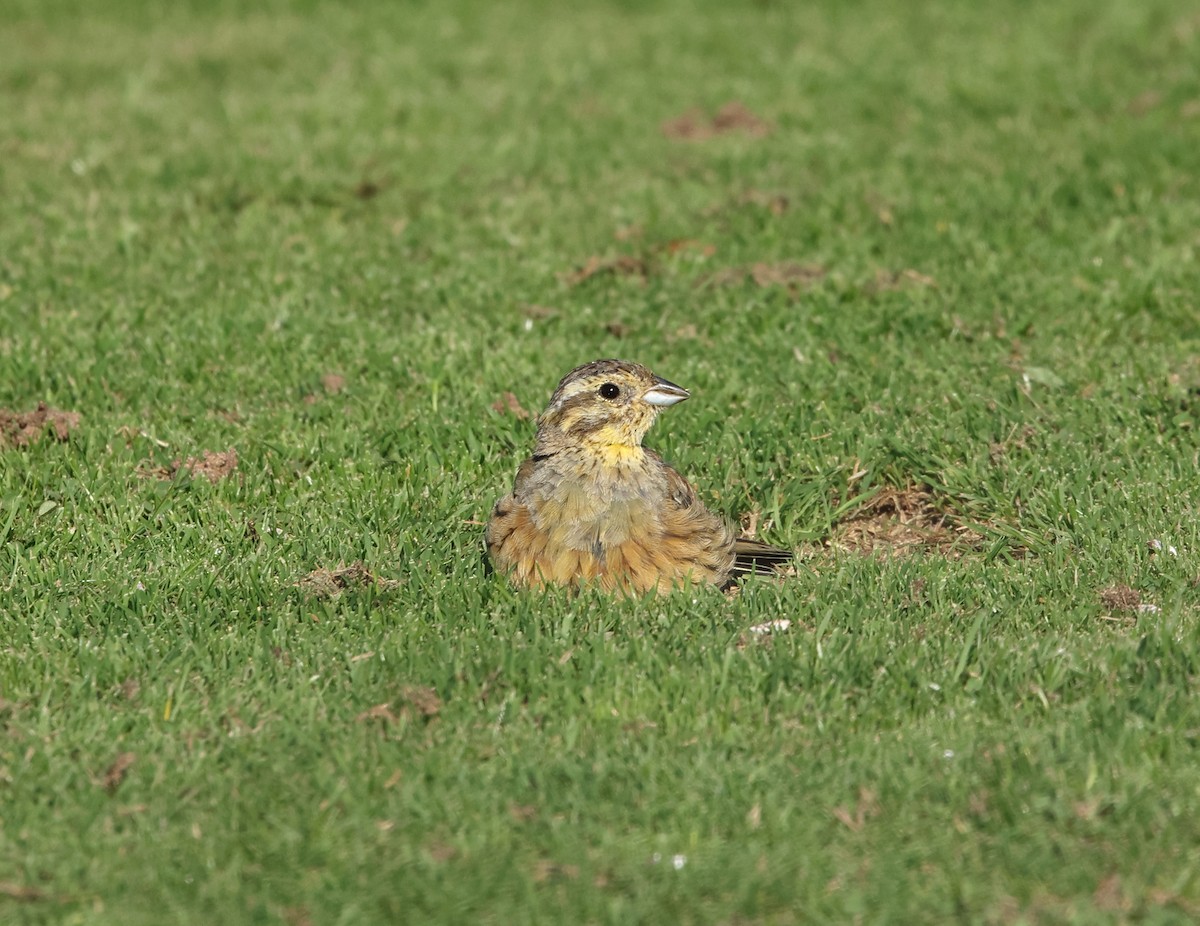 Cirl Bunting - ML642617421