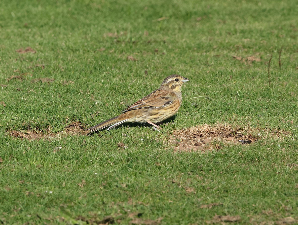Cirl Bunting - ML642617422