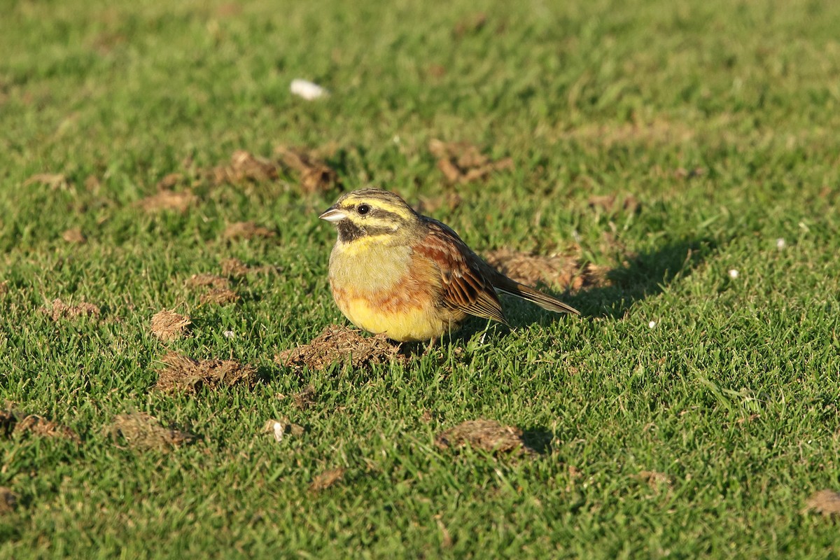 Cirl Bunting - ML642617423