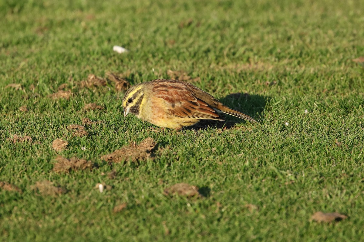 Cirl Bunting - ML642617424
