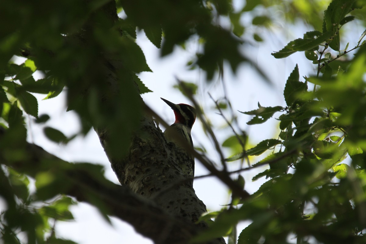 Red-naped Sapsucker - ML642617427