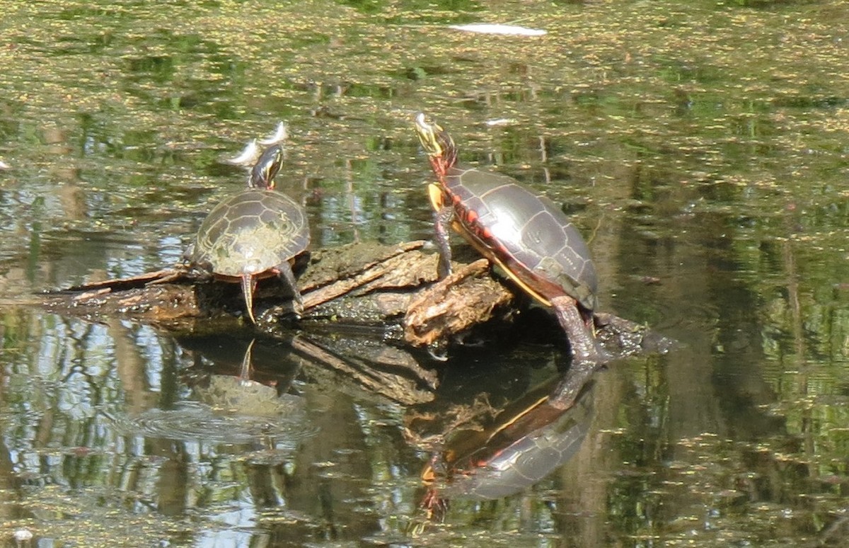 Animals - ML642617433