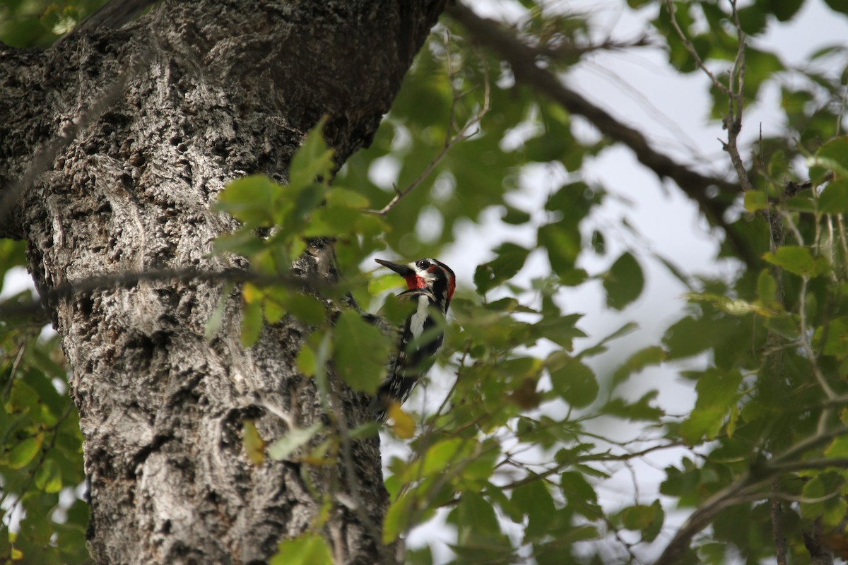 Red-naped Sapsucker - ML642617434