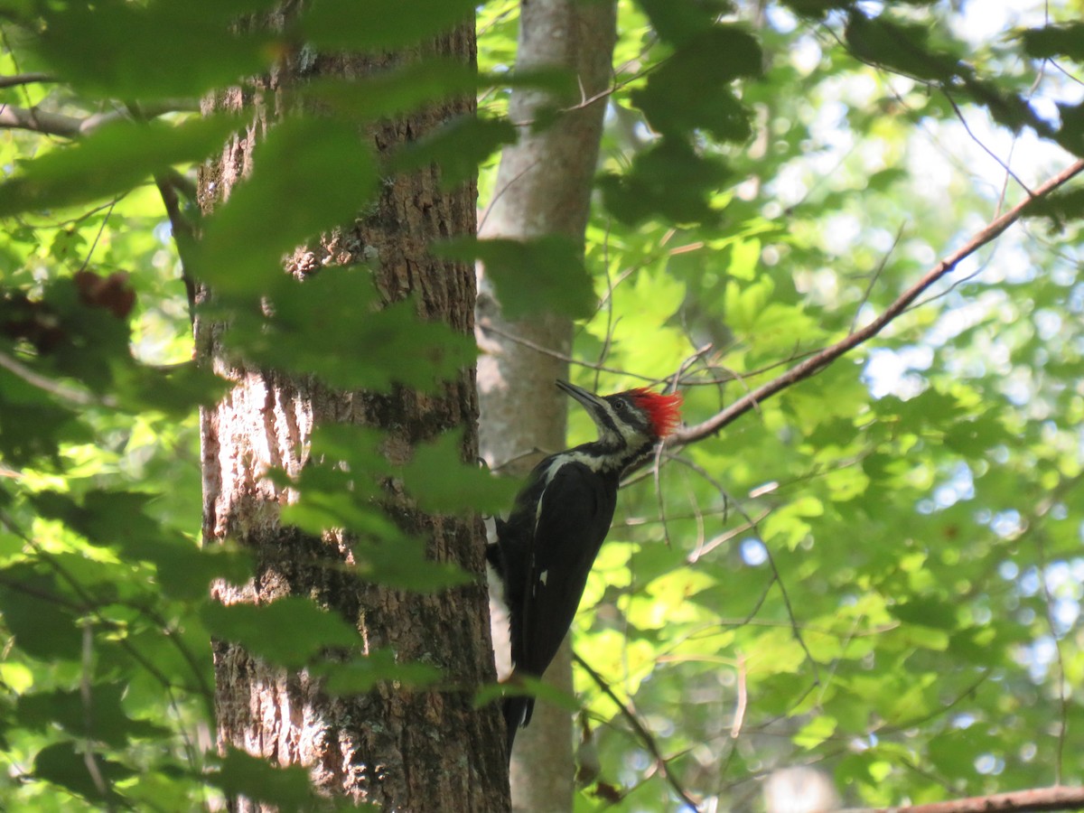 Pileated Woodpecker - ML642617440