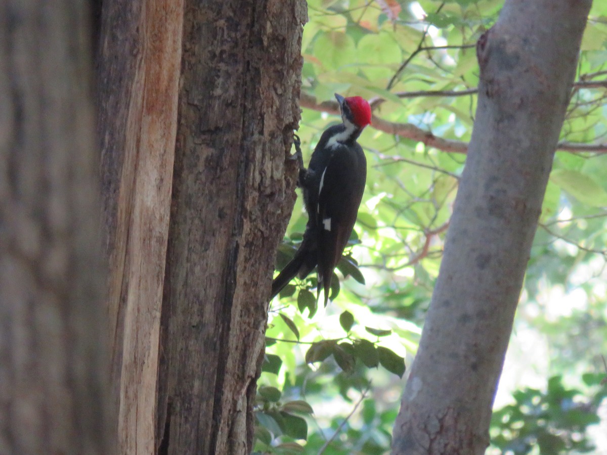 Pileated Woodpecker - ML642617442