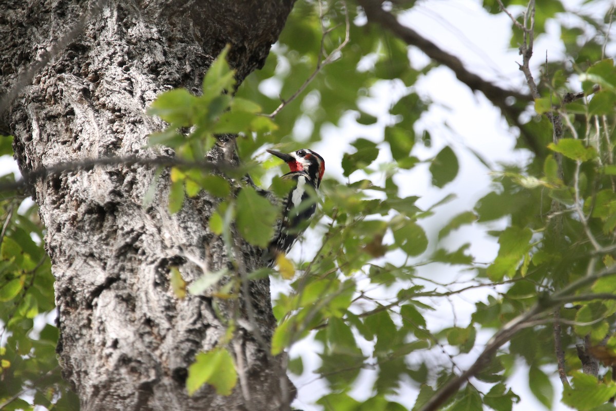 Red-naped Sapsucker - ML642617444
