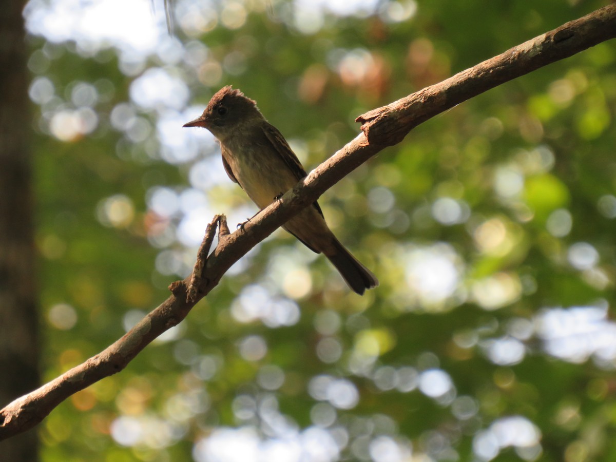 Eastern Wood-Pewee - ML642617453