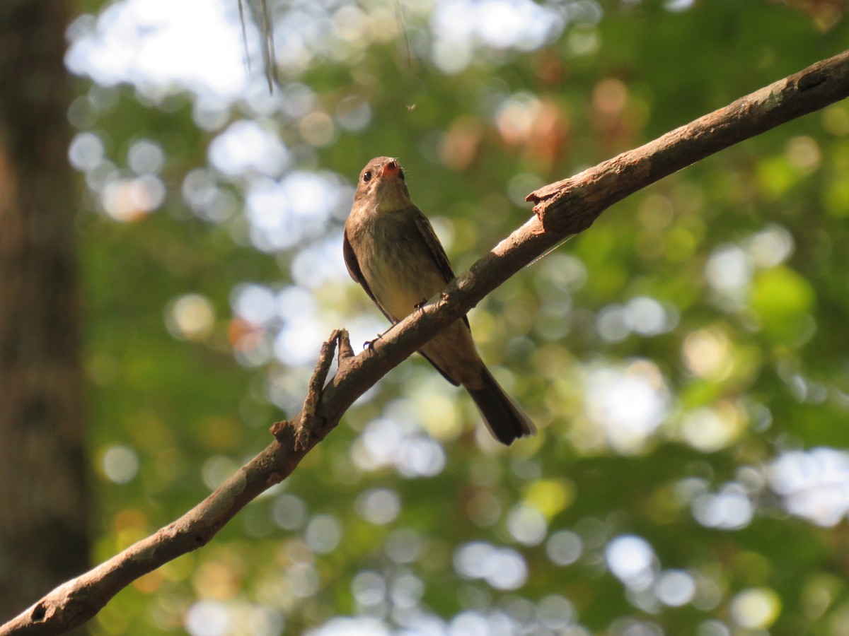 Eastern Wood-Pewee - ML642617454