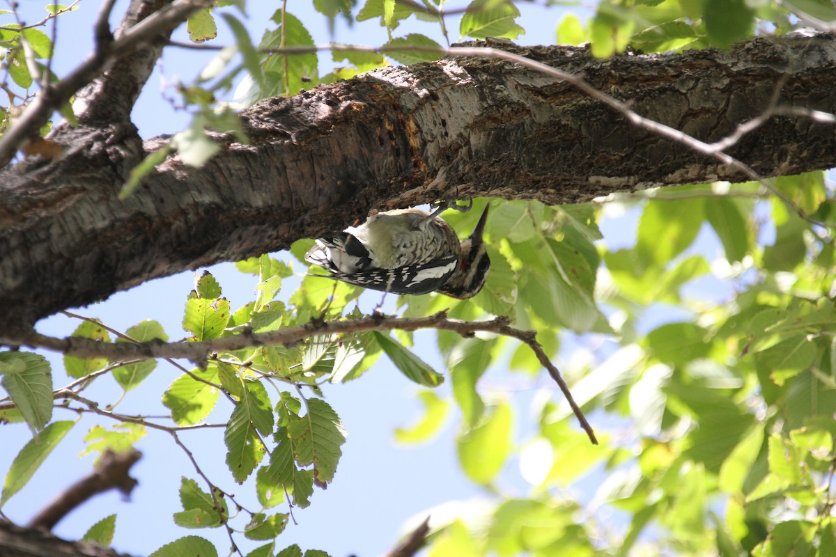 Yellow-bellied Sapsucker - ML642617455
