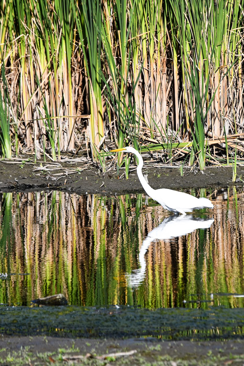 Great Egret - ML642617463