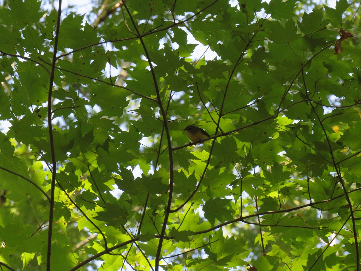 American Redstart - ML642617468