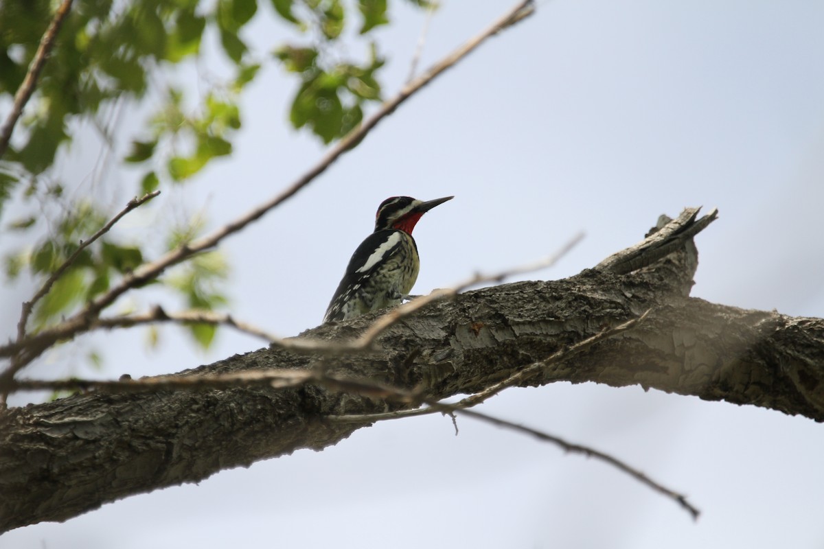 Red-naped Sapsucker - ML642617474