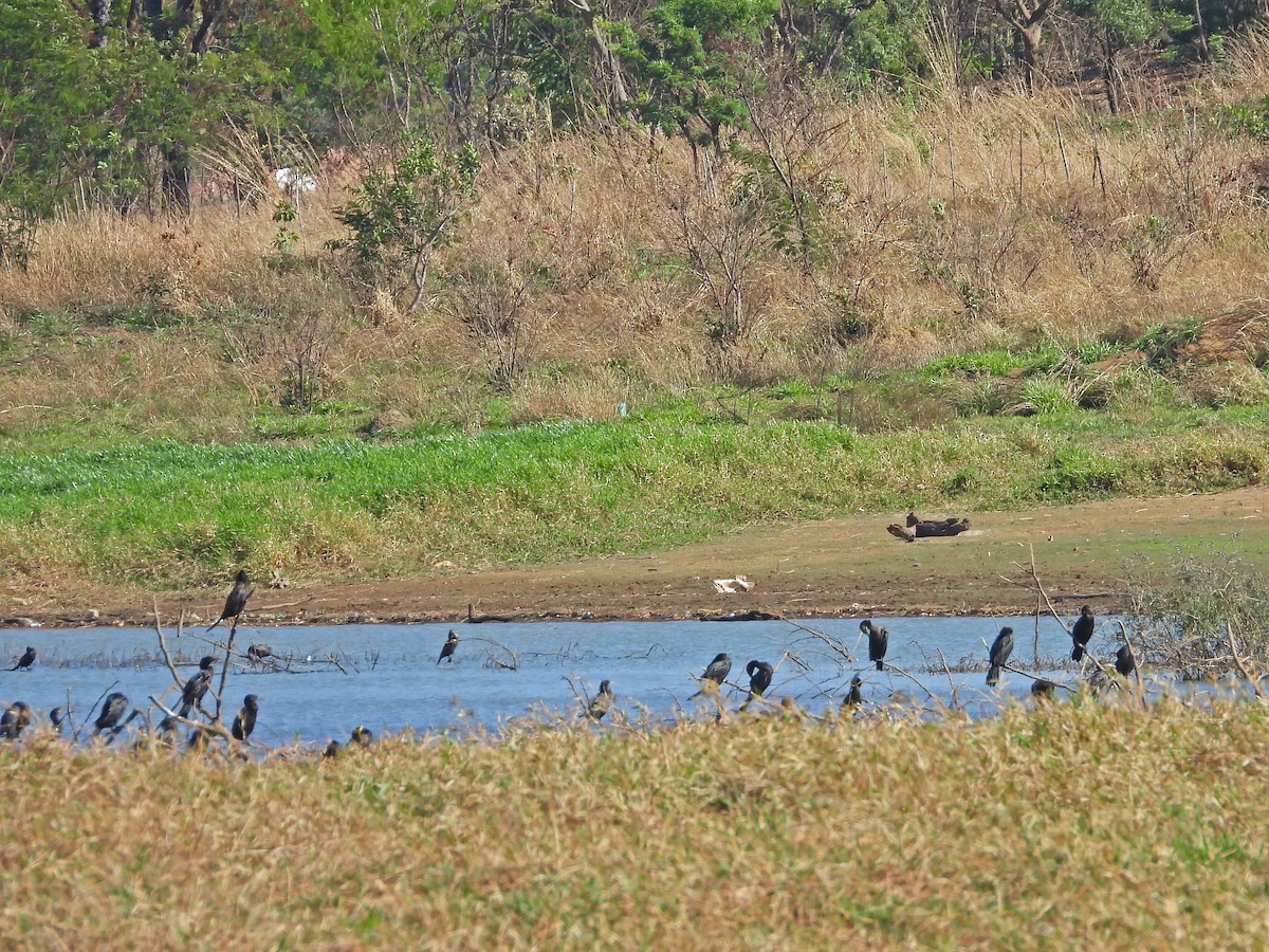 Neotropic Cormorant - ML642617475
