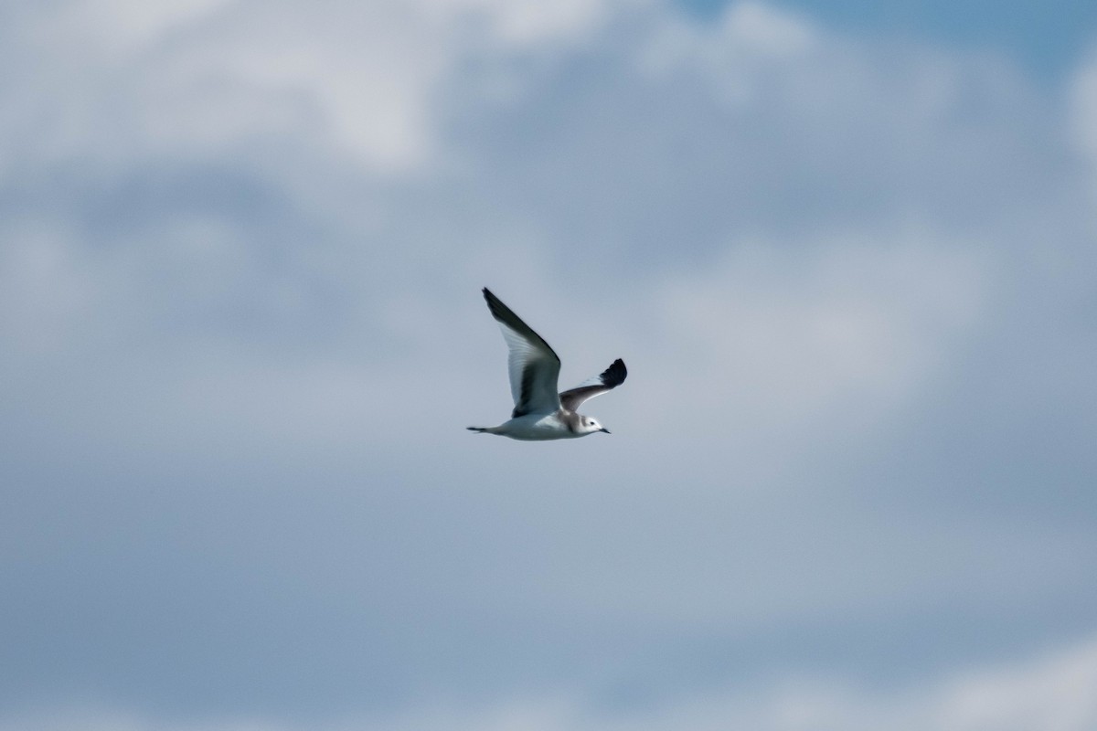 叉尾鷗 - ML642617479