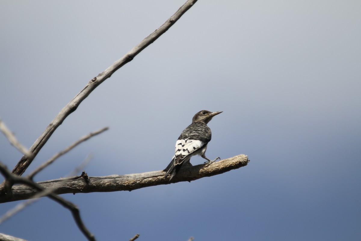 Red-headed Woodpecker - ML642617482