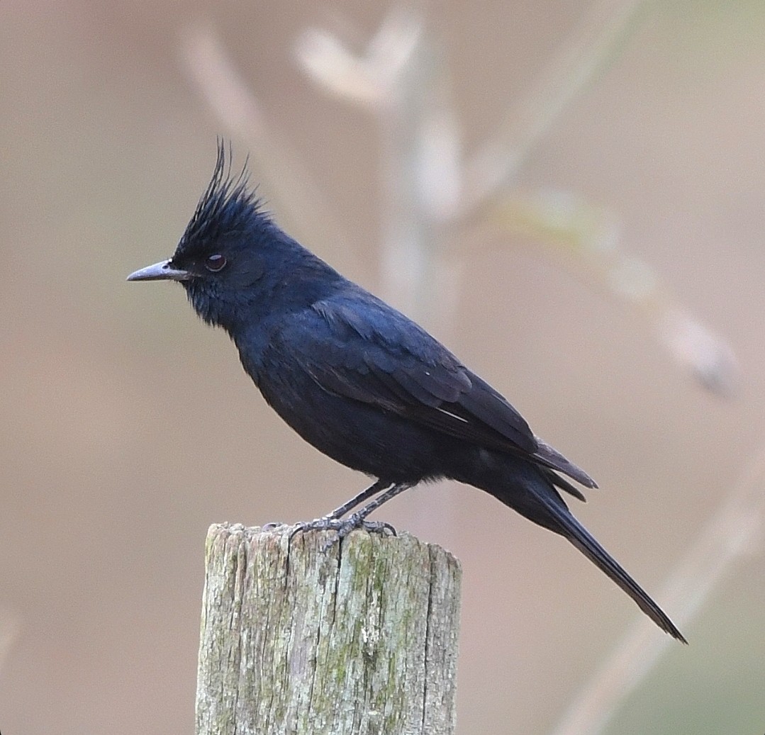 Crested Black-Tyrant - ML642617484