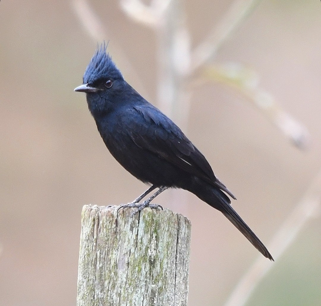 Crested Black-Tyrant - ML642617485