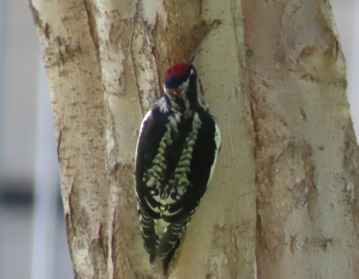 Red-naped Sapsucker - ML642617487