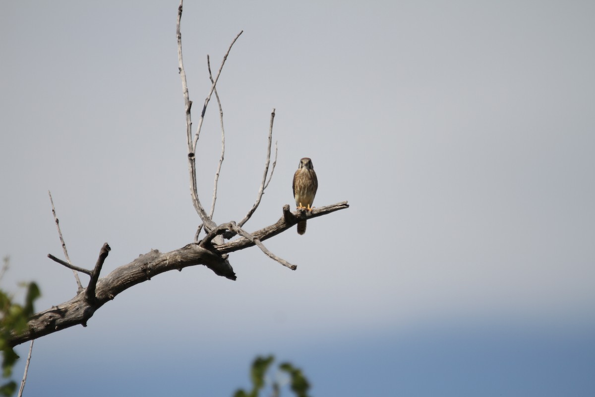 American Kestrel - ML642617489