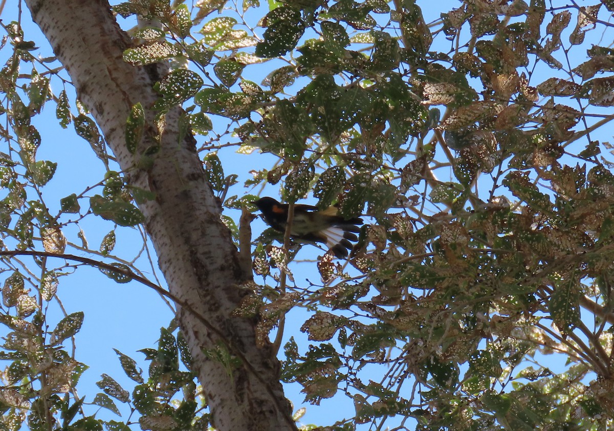 American Redstart - ML642617493