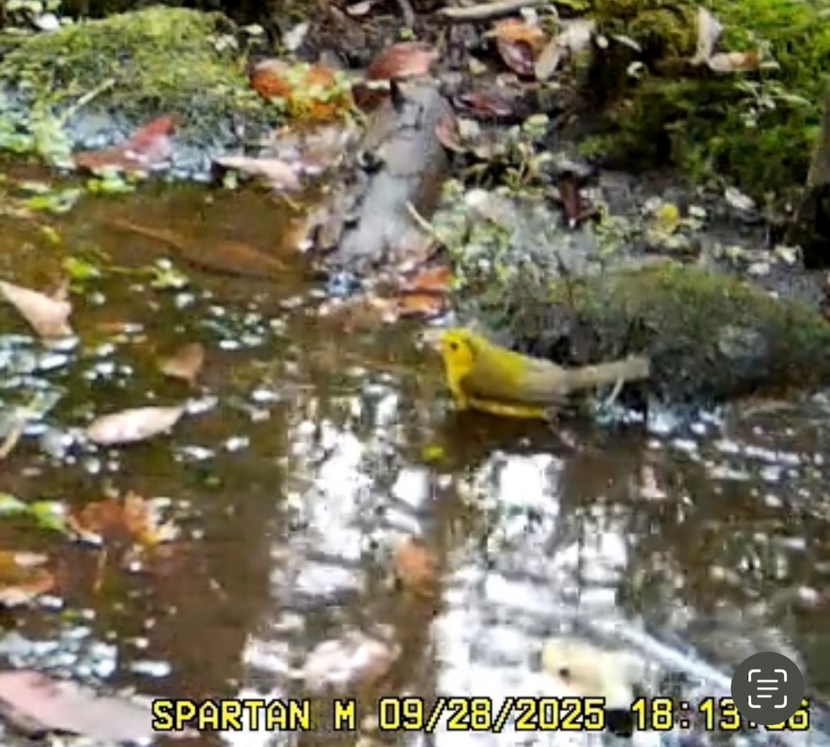 Hooded Warbler - ML642617500