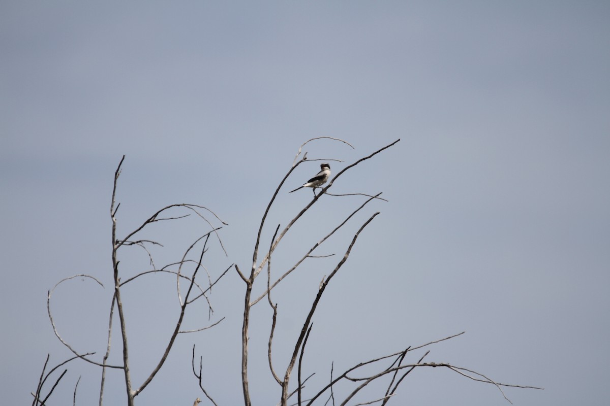 Loggerhead Shrike - ML642617501